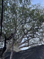 Ficus petiolaris palmeri