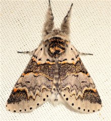 Furcula occidentalis