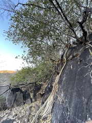Ficus petiolaris palmeri
