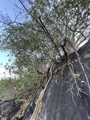Ficus petiolaris palmeri