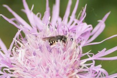 Pseudoanthidium nanum