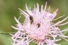 Pseudoanthidium nanum