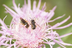 Pseudoanthidium nanum