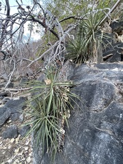 Yucca capensis