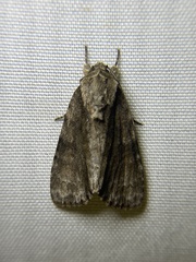 Acronicta connecta