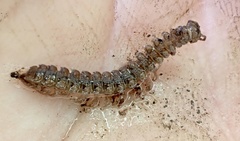 Polydesmus complanatus
