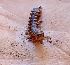 Polydesmus complanatus