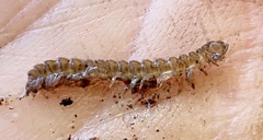 Polydesmus complanatus