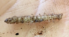 Polydesmus complanatus
