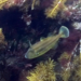 Brownstriped Leatherjacket - Photo (c) psmythe, some rights reserved (CC BY-NC), uploaded by psmythe