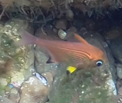 Pempheris multiradiata