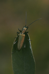 Chrysanthia viridissima