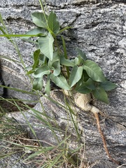 Ficus petiolaris palmeri