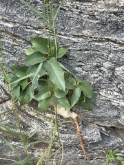 Ficus petiolaris palmeri