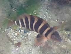 Chirodactylus spectabilis