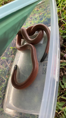 Apostolepis ambiniger