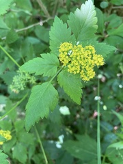Thaspium trifoliatum