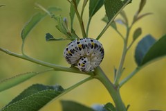 Cimbex quadrimaculatus