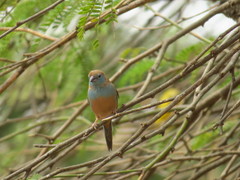 Uraeginthus bengalus