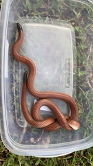 Apostolepis ambiniger