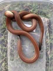 Apostolepis ambiniger