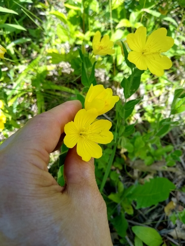 meadow evening primrose (Oenothera pilosella)