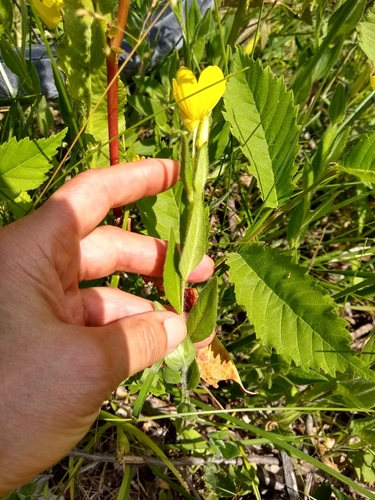 Oenothera pilosella