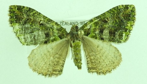 Photo of Dark Coprosma Carpet (Austrocidaria similata)