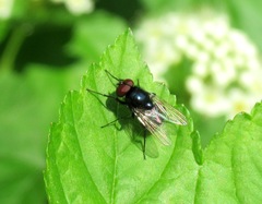Hydrotaea ignava