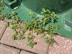 Portulaca oleracea