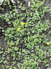 Erythranthe lagunensis