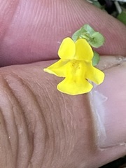 Erythranthe lagunensis