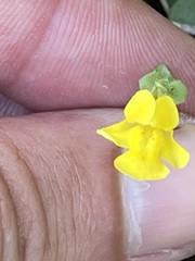 Erythranthe lagunensis