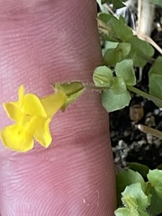 Erythranthe lagunensis