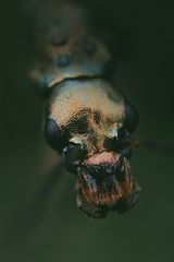 Chrysanthia viridissima