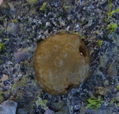 Colpomenia tuberculata