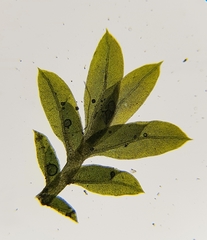 Fissidens viridulus
