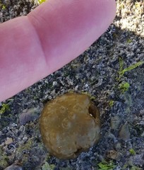 Colpomenia tuberculata