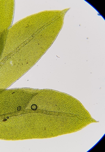 Image of Fissidens viridulus by (c) Helen Waterman, some rights reserved (CC BY)