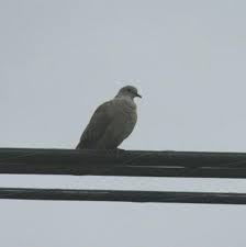 Streptopelia decaocto