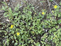 Erythranthe lagunensis