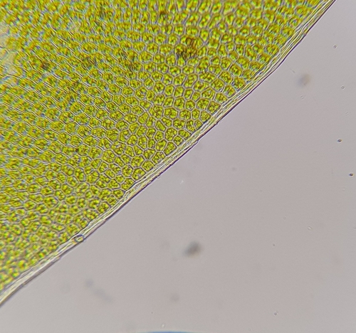 Image of Fissidens viridulus by (c) Helen Waterman, some rights reserved (CC BY)