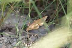 Rhodostrophia calabra