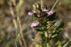 Teucrium chamaedrys