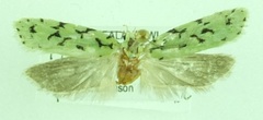 Izatha peroneanella