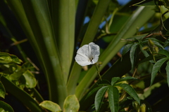 Distimake dissectus edentatus