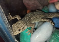 Hemidactylus flaviviridis