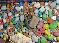 Hemidactylus flaviviridis