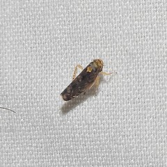 Scaphoideus pullus