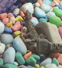 Hemidactylus flaviviridis